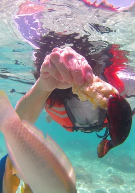 Snorkeling di Lombok