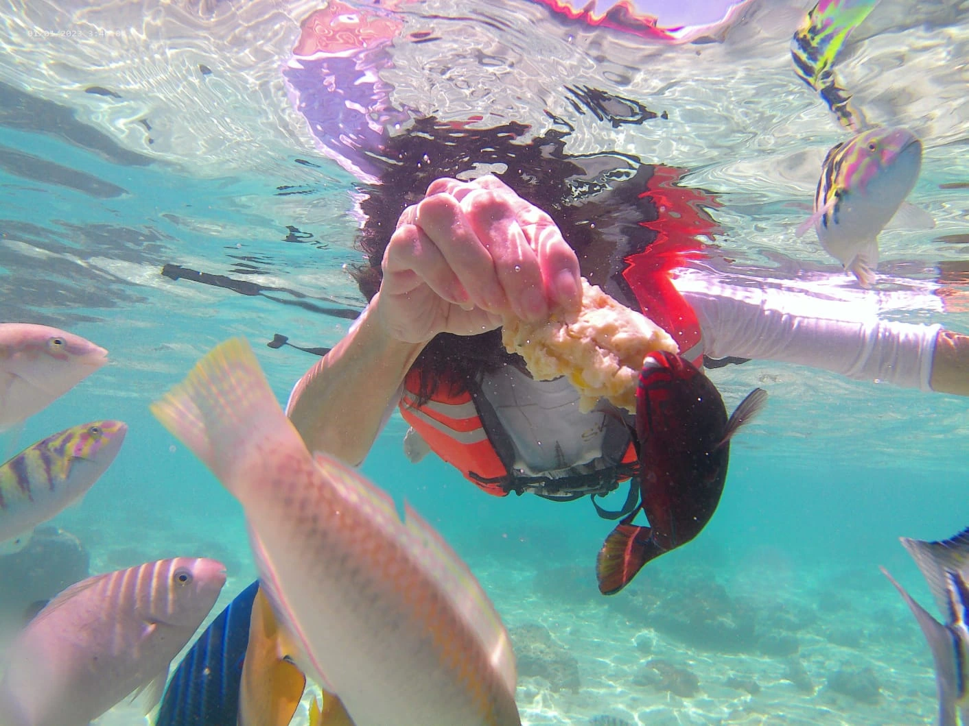 Snorkeling di Lombok