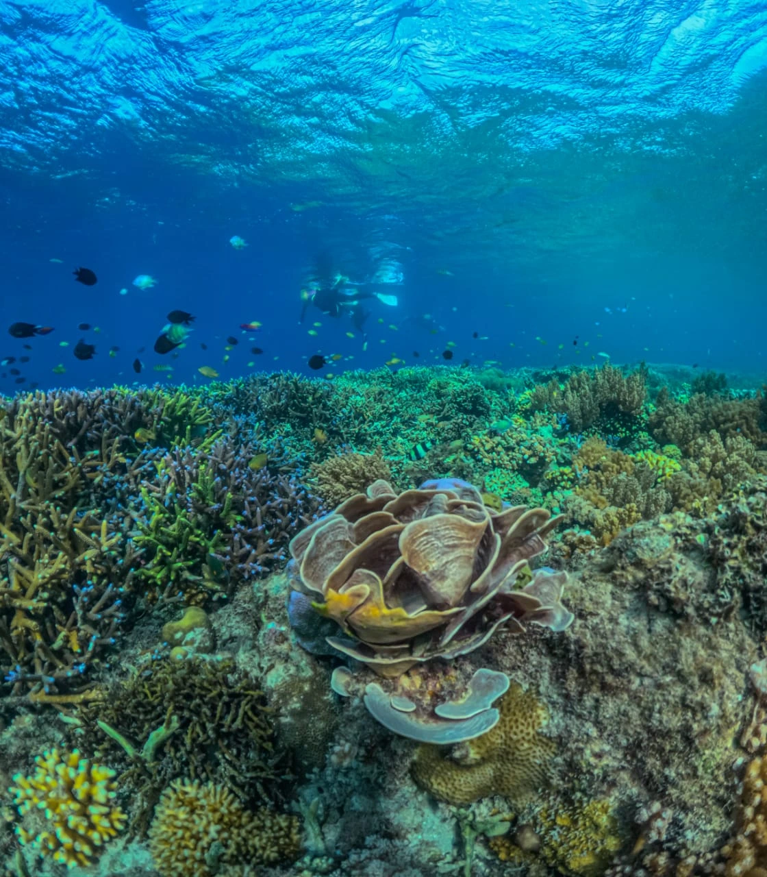 Snorkeling di Lombok